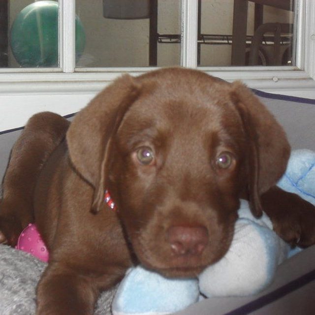 Otis As A Puppy
