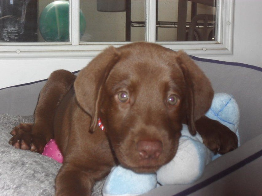Otis As A Puppy