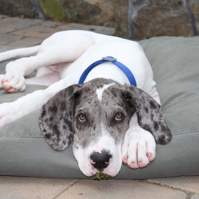 Cliff The Great Dane