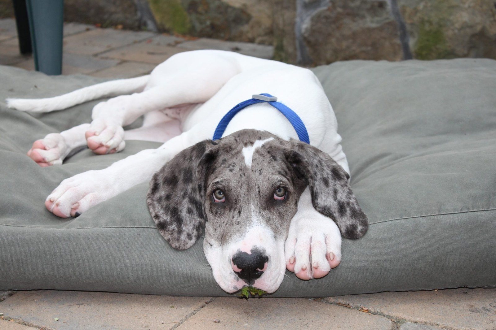 Cliff The Great Dane