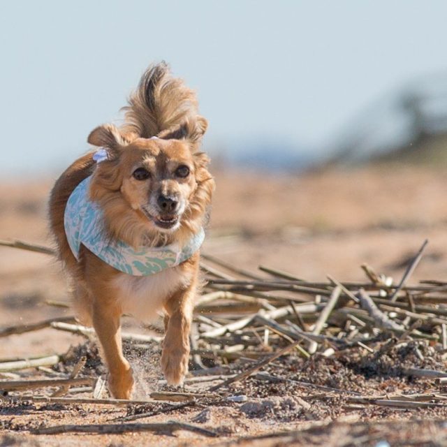 Rescue Baby First Time At The Beach!