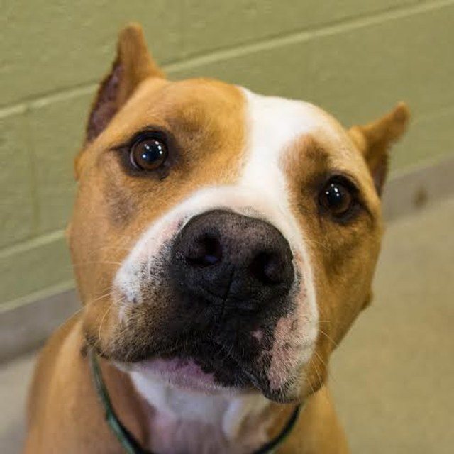 Big Chewy: Available For Adoption!