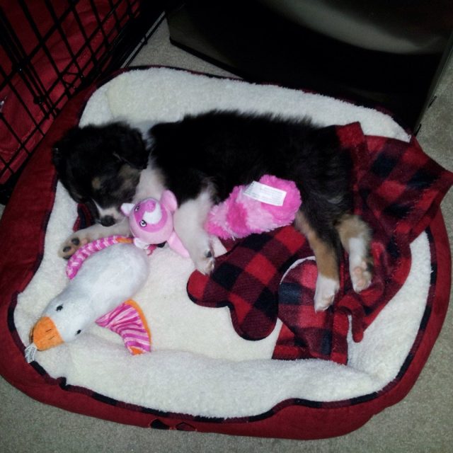 Sleeping Bela!