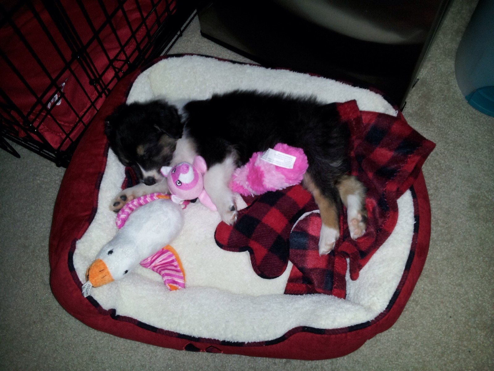 Sleeping Bela!
