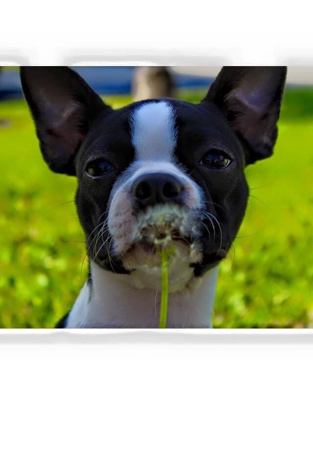 Pure Sweetness!