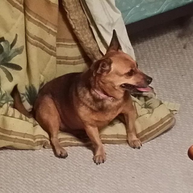 Daisey