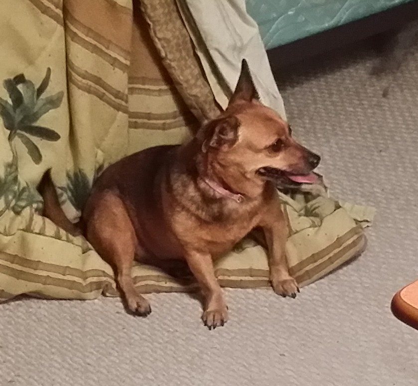Daisey