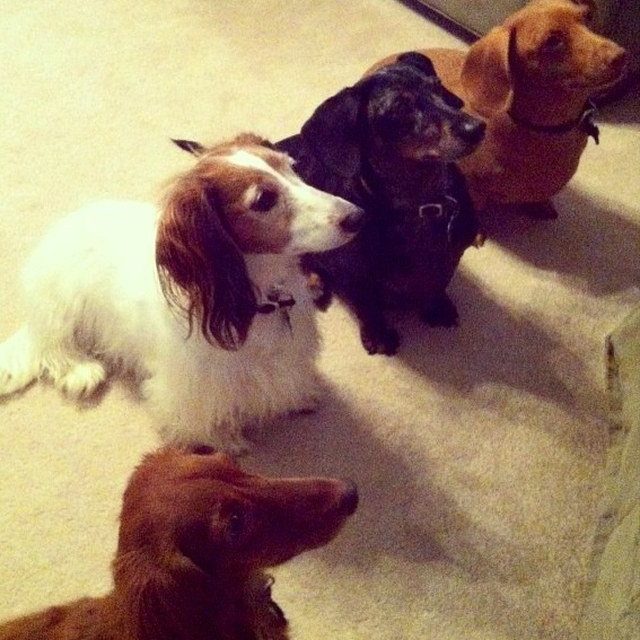 Did You Say Hotdog?