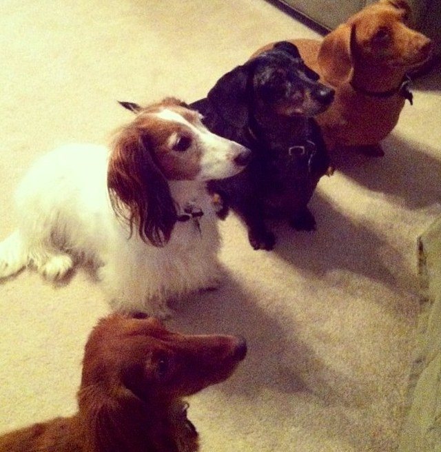 Did You Say Hotdog?