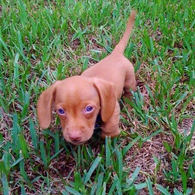 Baby's Got Blue Eyes