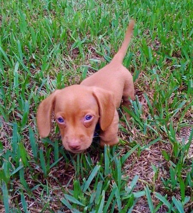 Baby's Got Blue Eyes