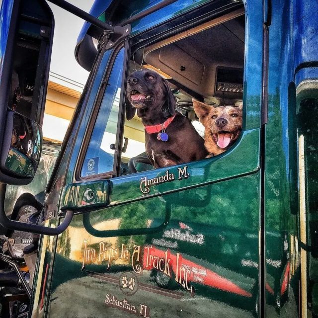 Two Pups In A Truck.