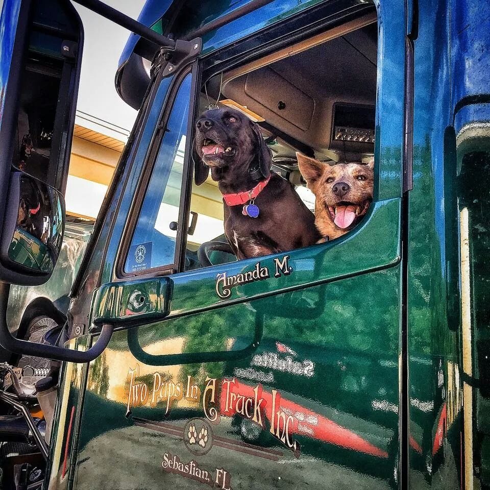 Two Pups In A Truck.
