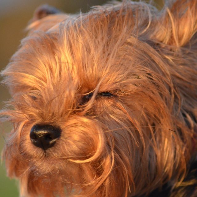 Hold It, I Think I Am Gonna Sneeze!