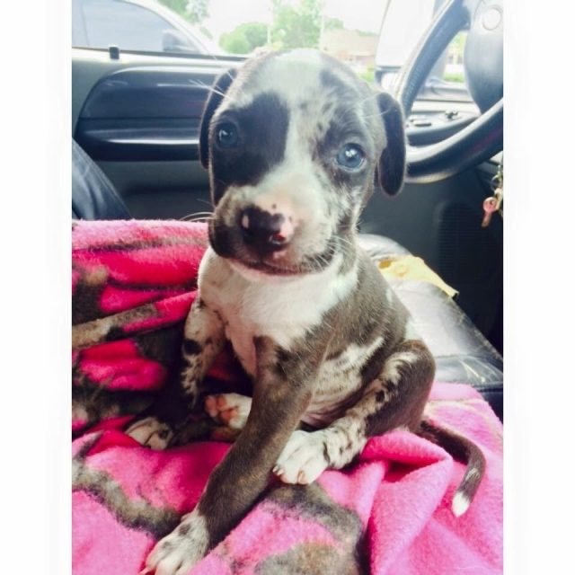 I Promise I Didn't Chew Anything!