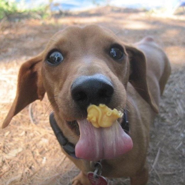 Scrappy Doo