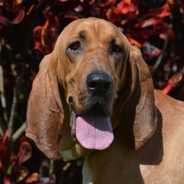 I Ain't Nothin' But A Hound Dog