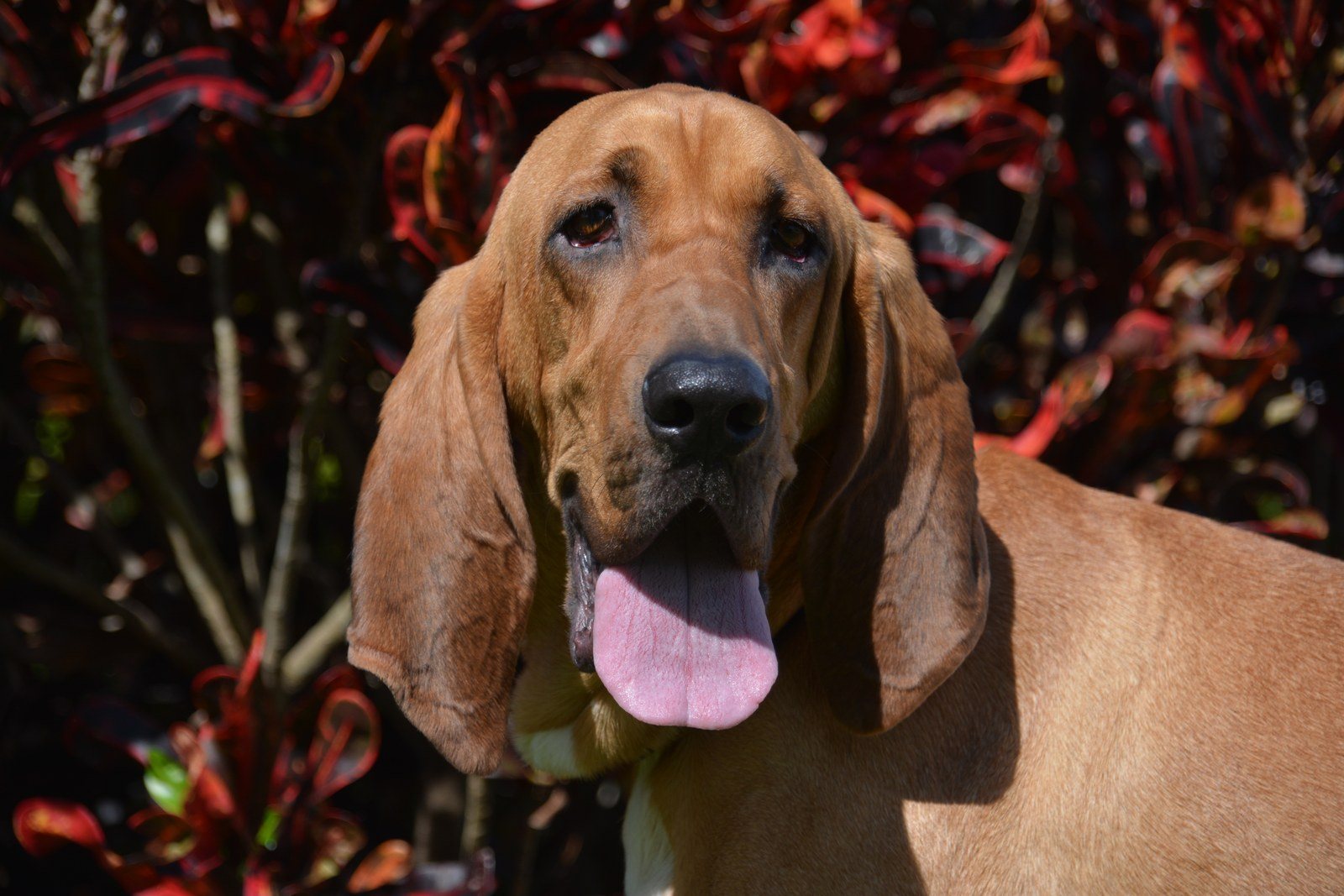 I Ain't Nothin' But A Hound Dog