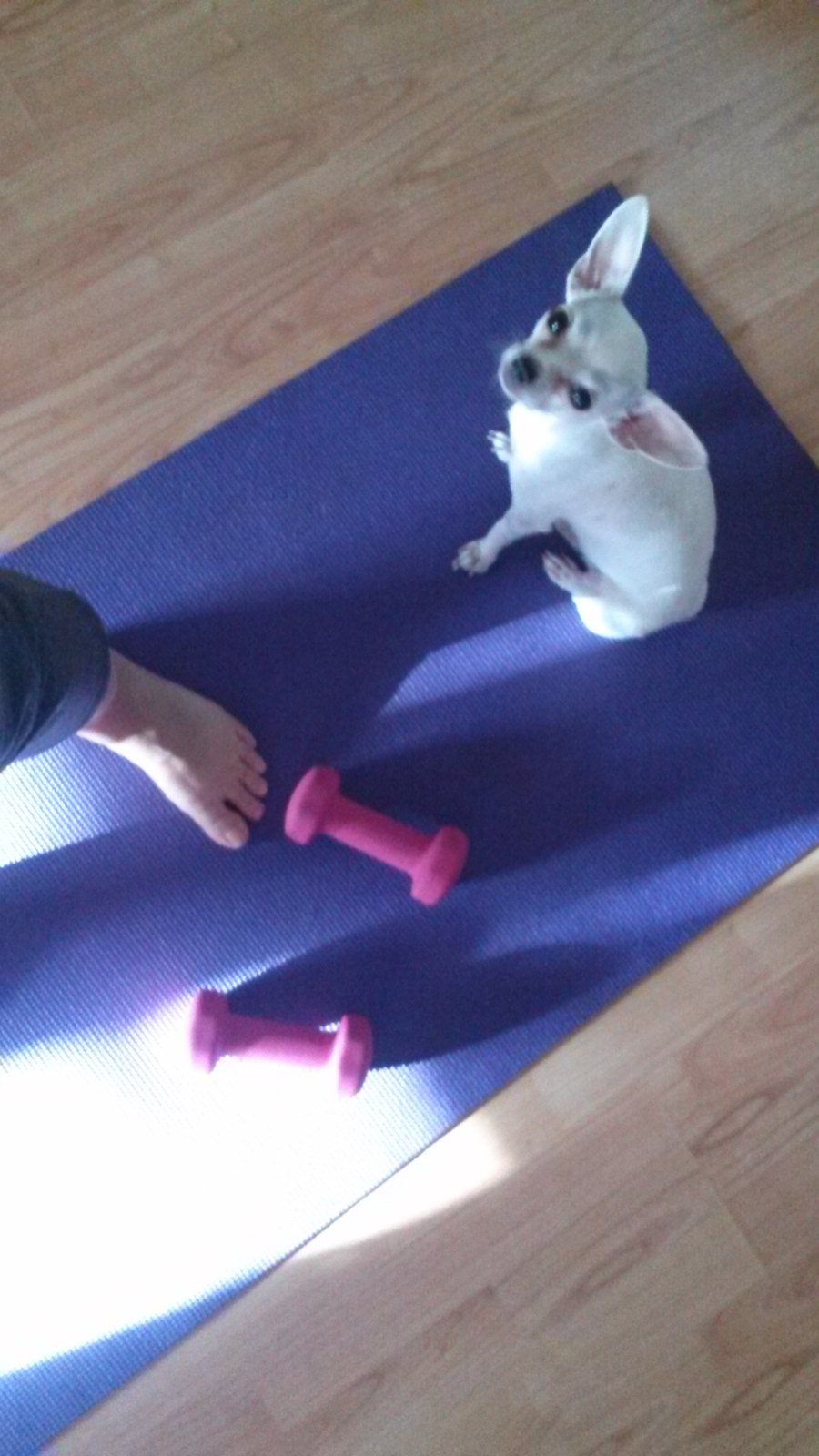 Chi-cercise