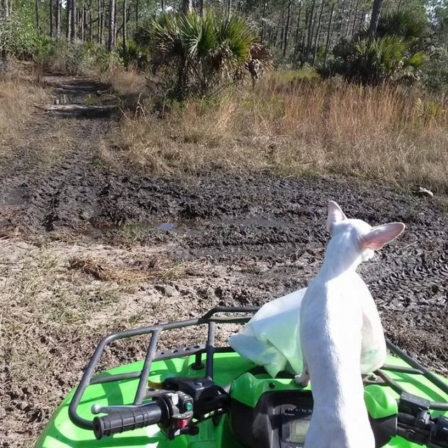 Muddin' Pup!
