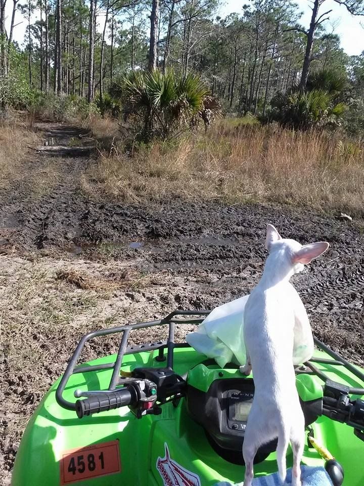 Muddin' Pup!