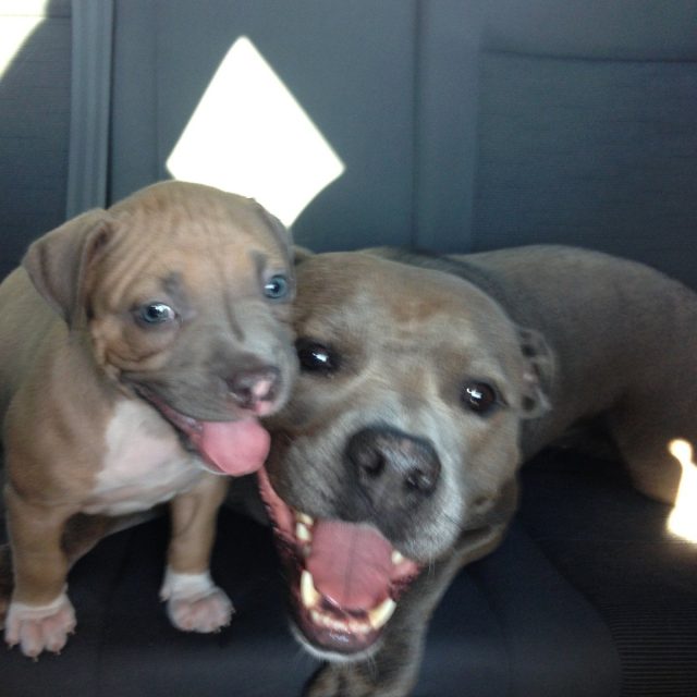Adopted Sisters. Thanks Halo!
