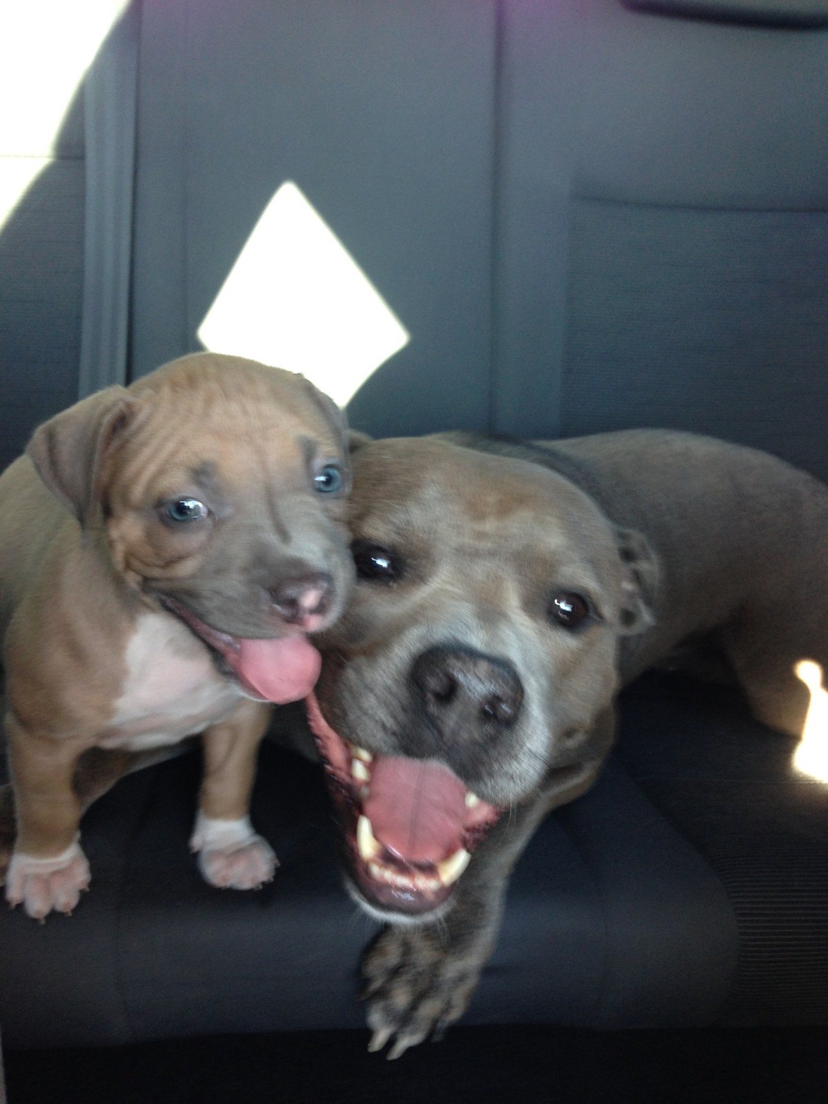 Adopted Sisters. Thanks Halo!