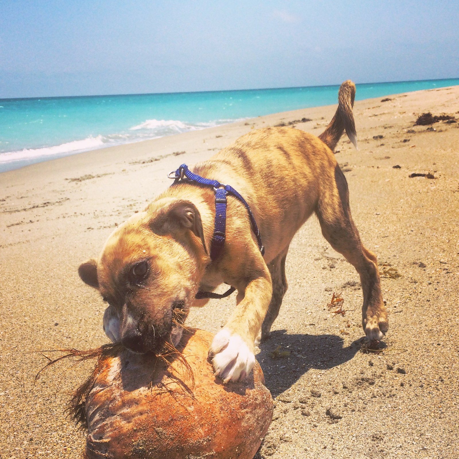 Hula And The Coconut