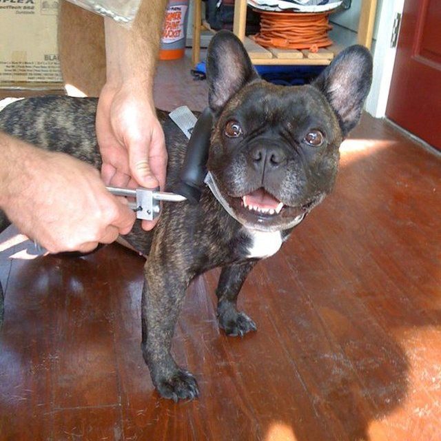 Lola Loves Her New Wheels