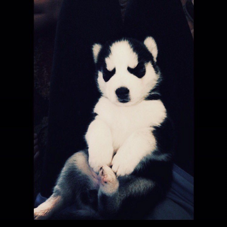 It's Pandemonium! Matthew London's Siberian Husky Puppy