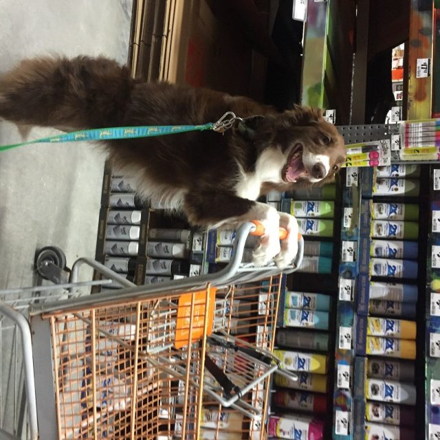 Just Doing Some Weekly Shopping At Home Depot