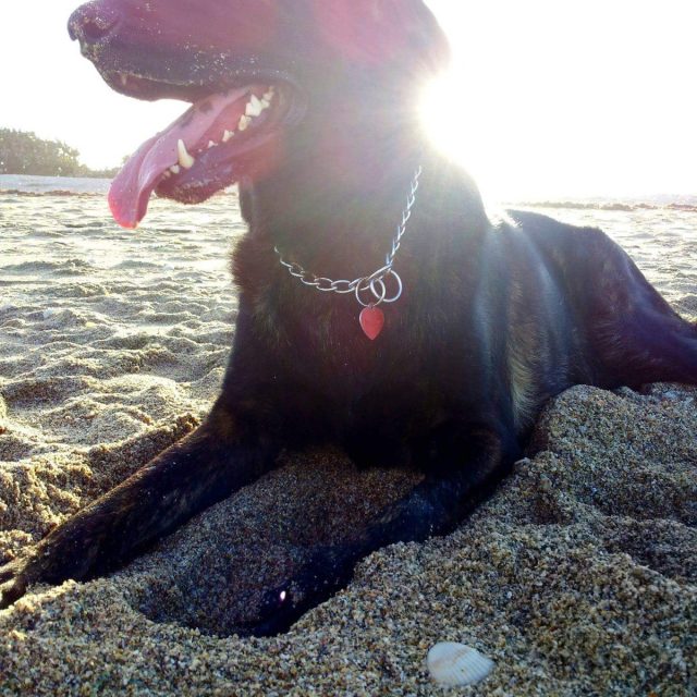 Maximus, Sunny Pup!