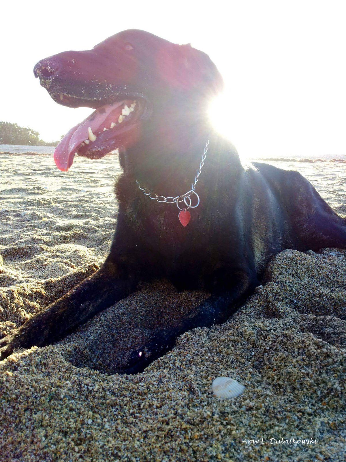 Maximus, Sunny Pup!