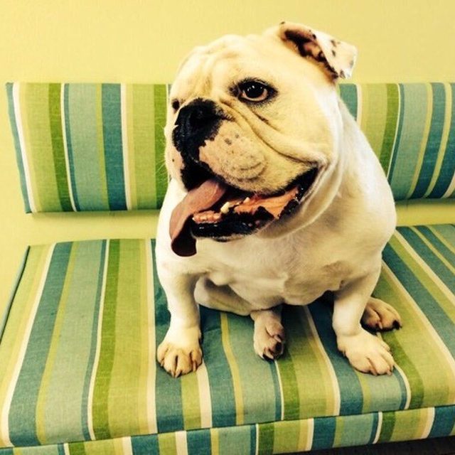 Jake Owens Dog Merle Chillin'!