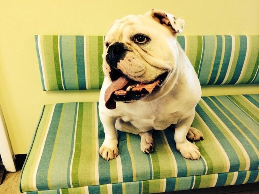 Jake Owens Dog Merle Chillin'!