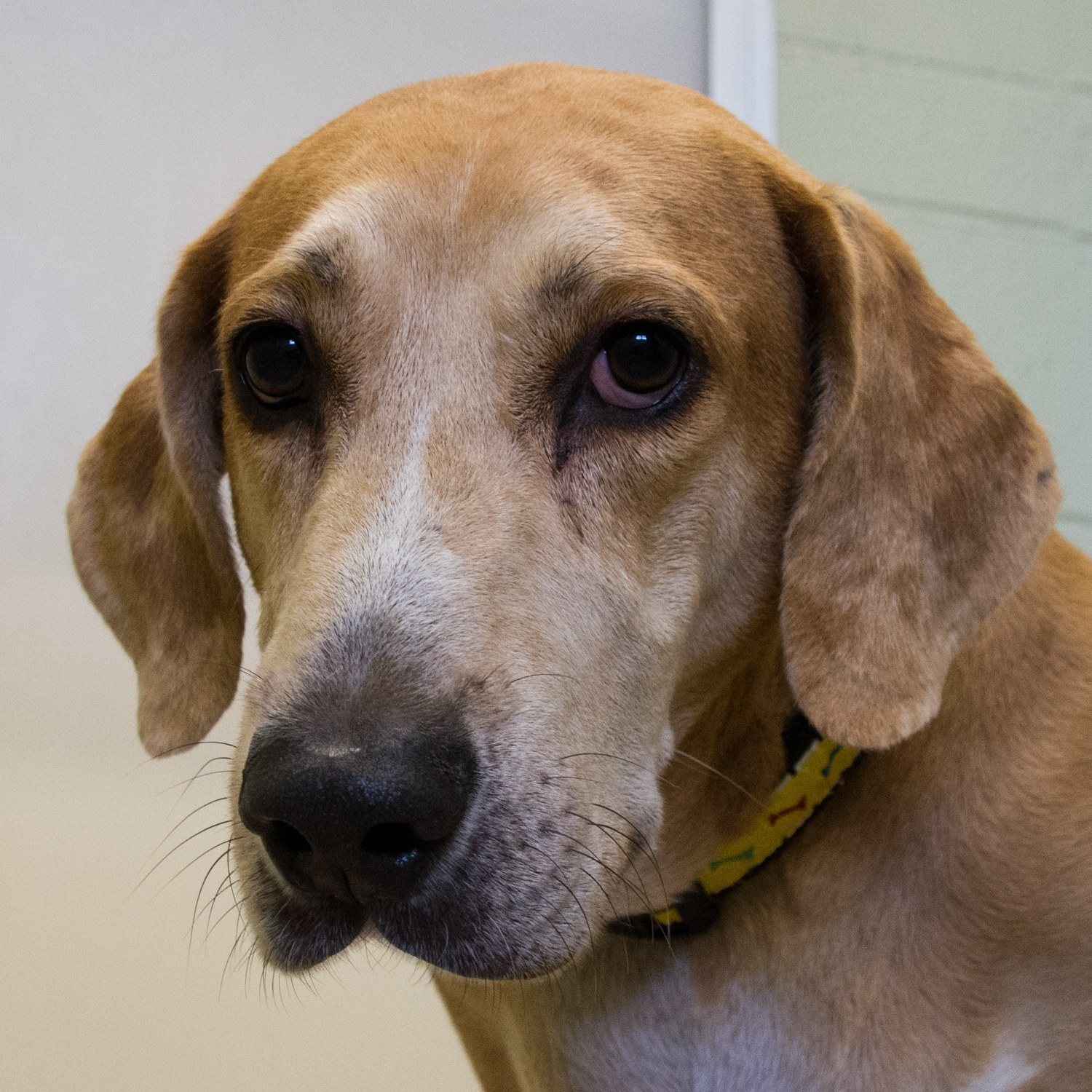 Yummy Biscuit! She's Available For Adoption!
