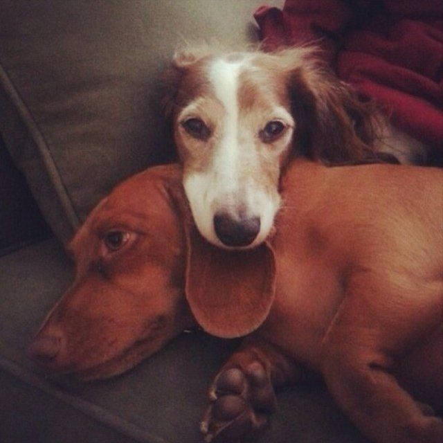 Doxie Love