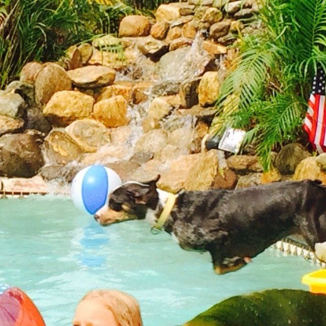 "Super Dog To The Rescue"