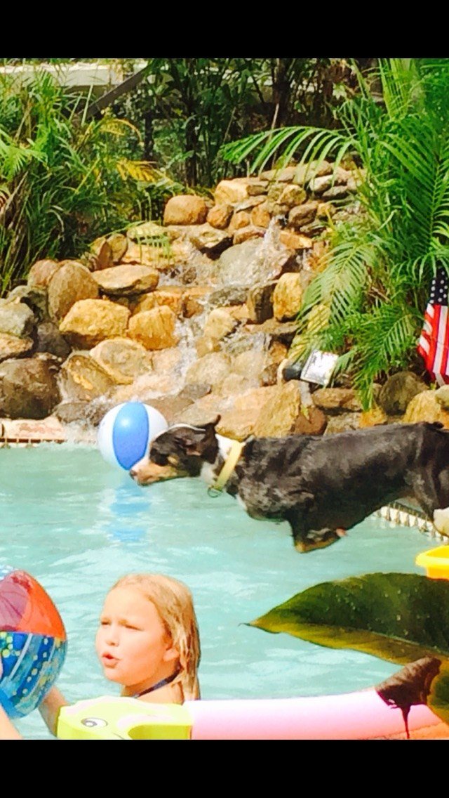 "Super Dog To The Rescue"