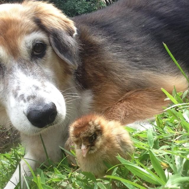 "Daisy", The Chick Magnet