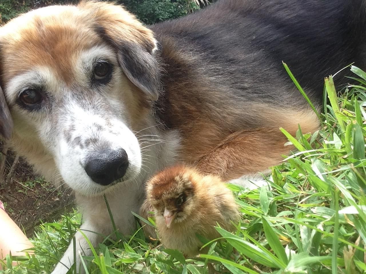 "Daisy", The Chick Magnet