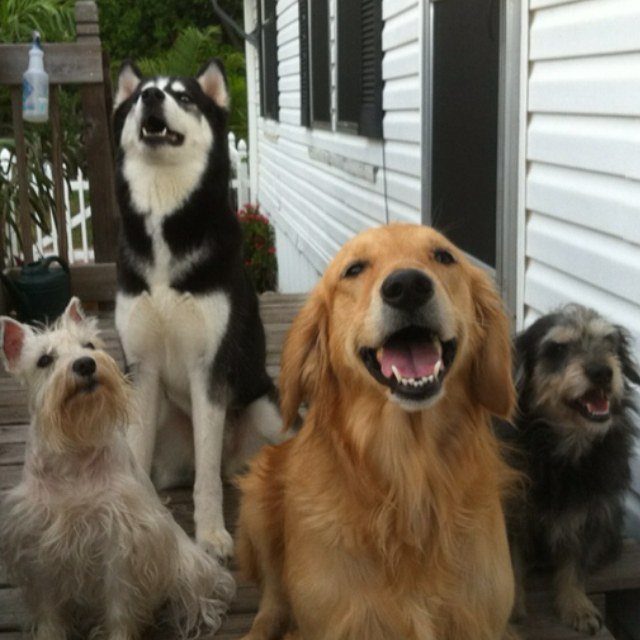 Canine Cousins