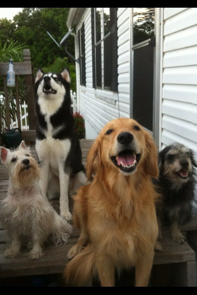 Canine Cousins
