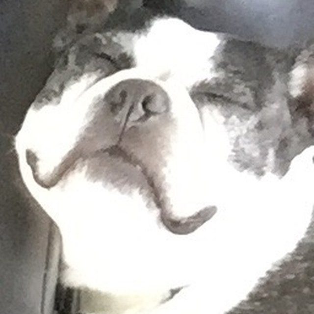 Ahhh Nothin Like Heading To The Dog Park!