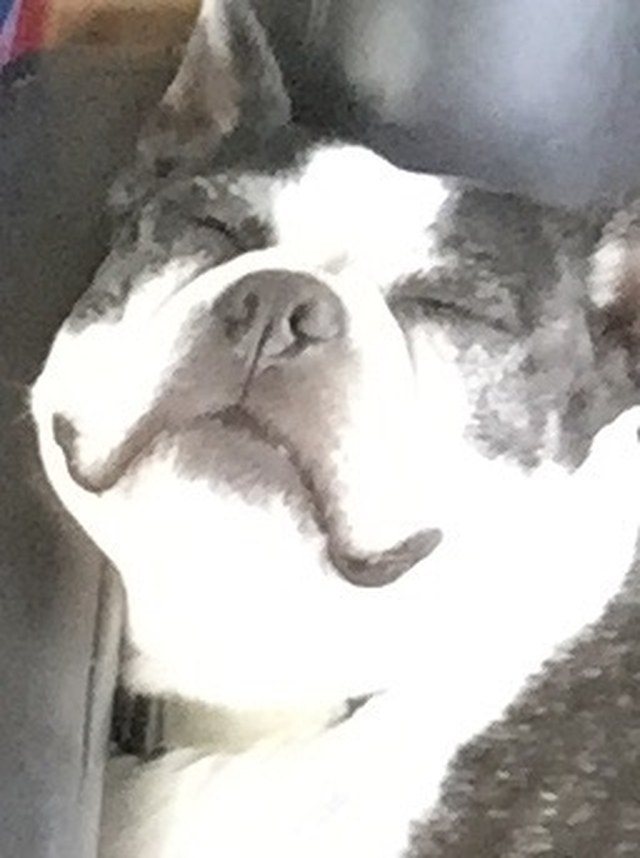 Ahhh Nothin Like Heading To The Dog Park!