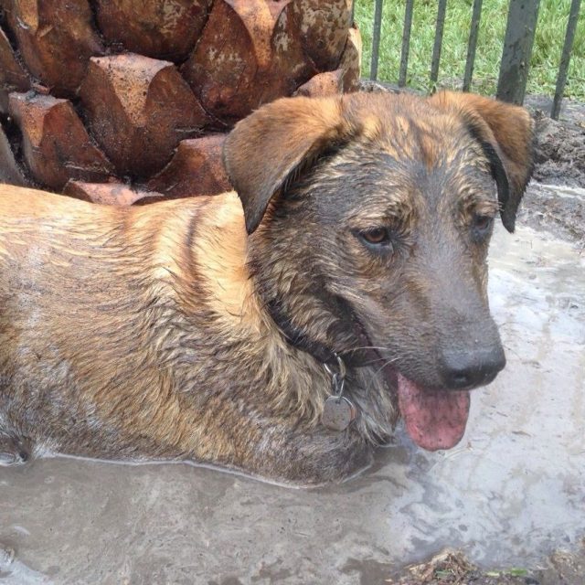 Another Day At The Spa. Mud Bath, Please.