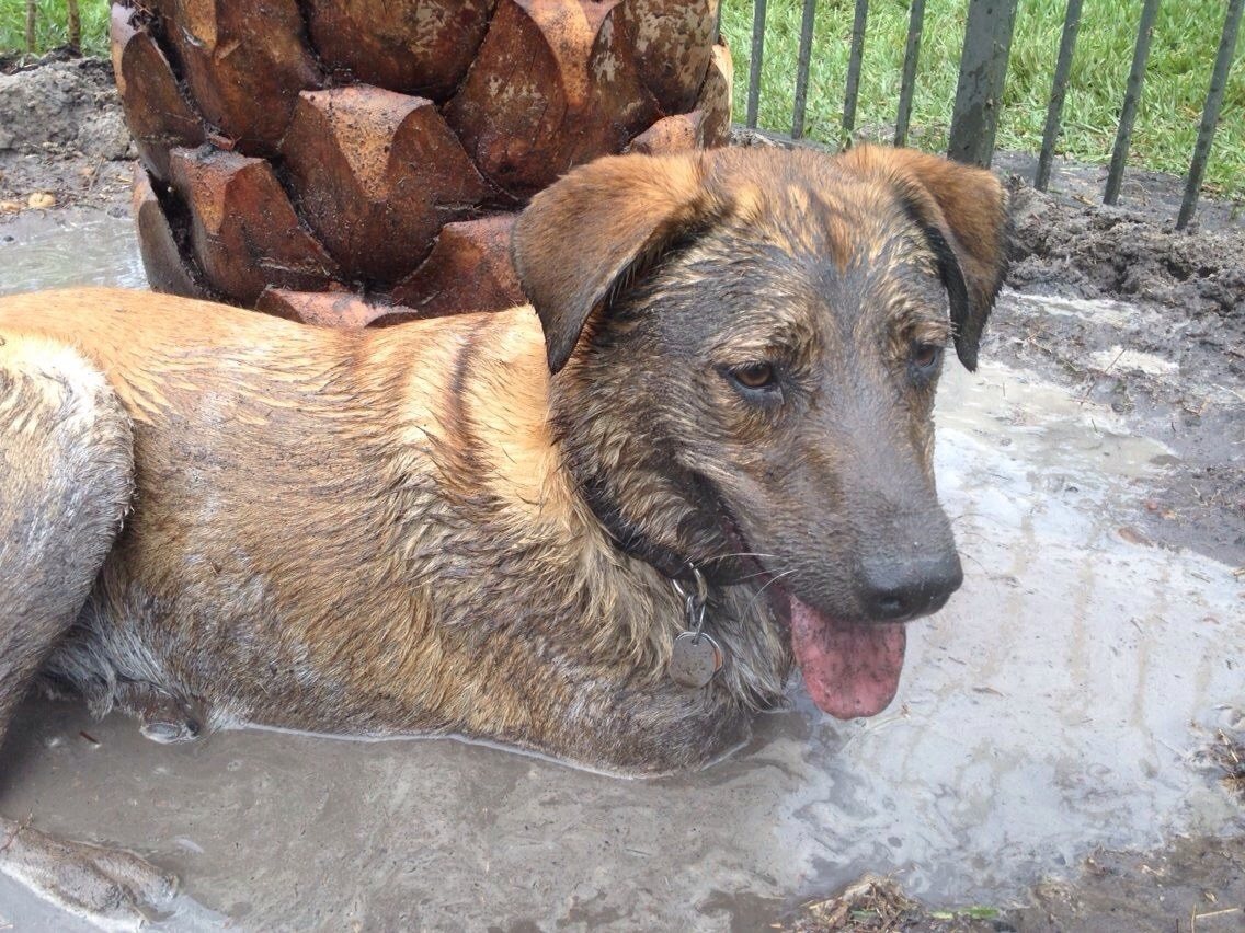 Another Day At The Spa. Mud Bath, Please.