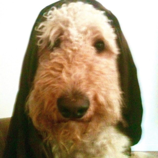 Obi Wan Kanobidoodle