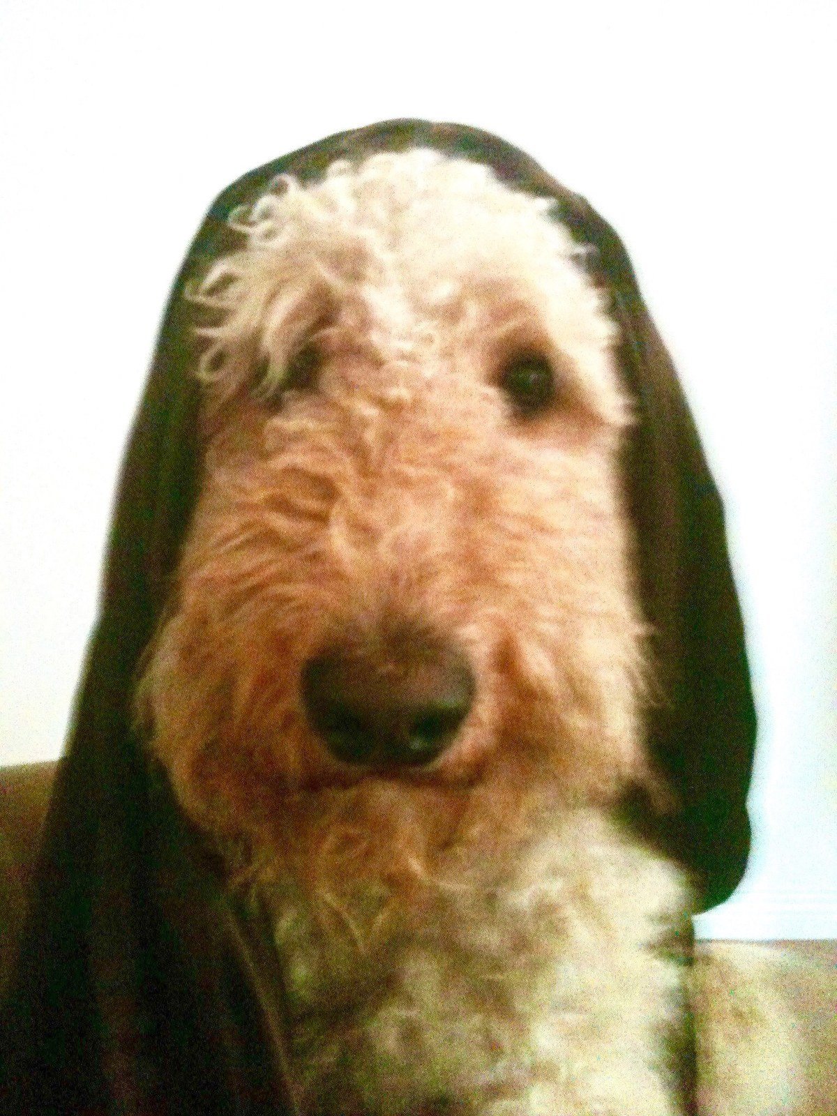 Obi Wan Kanobidoodle