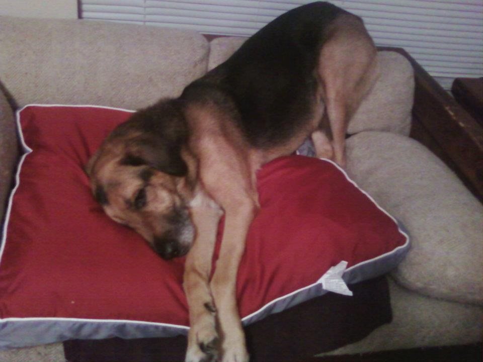 The Best Way To Sleep.
